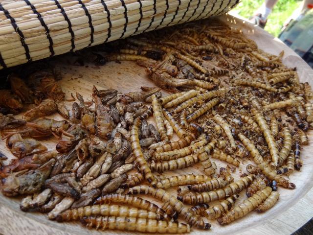 Épreuve des insectes - Lambonésie